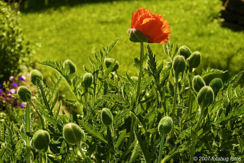 Poppy patch