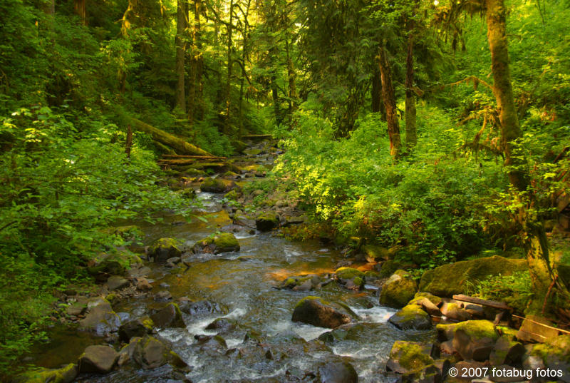 McDowell Creek downstream