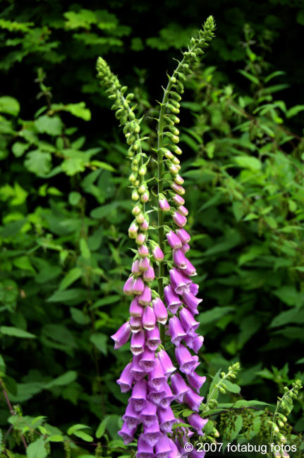 D2x2007-06-22_013.jpg