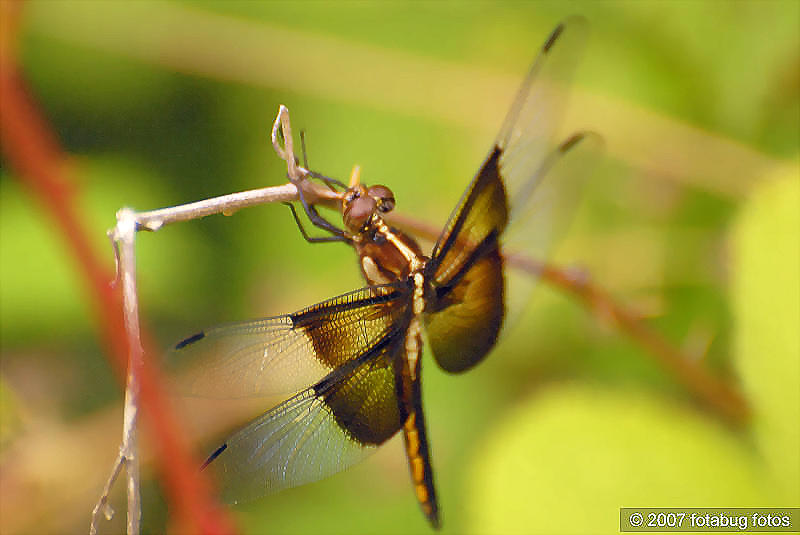 Dragonfly