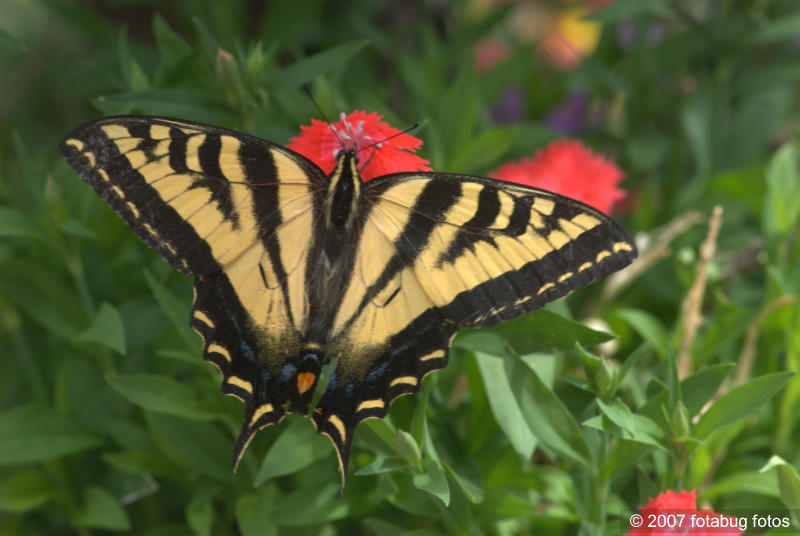 Swallowtail Butterfly
