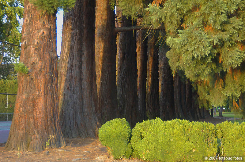 Redwood