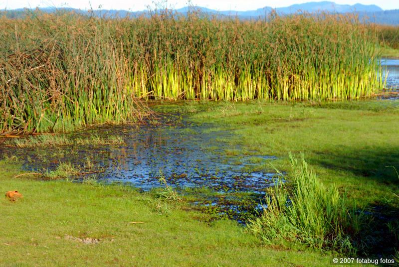 Real wetlands