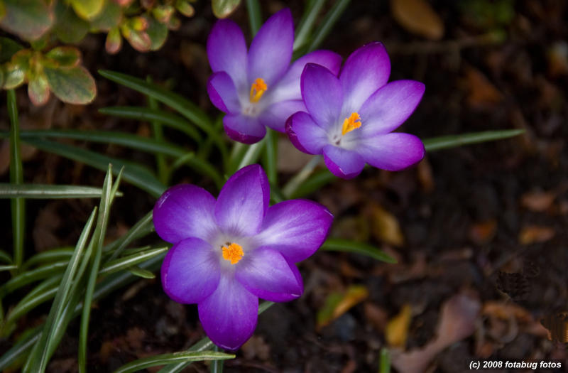 Floral beauty - Crocus