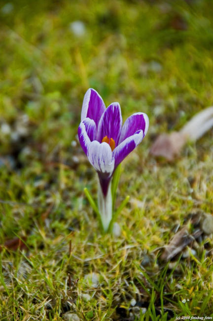 D50-2008-03-04_014.jpg