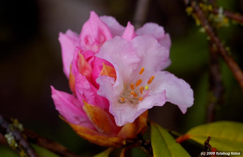 Our Rhody
