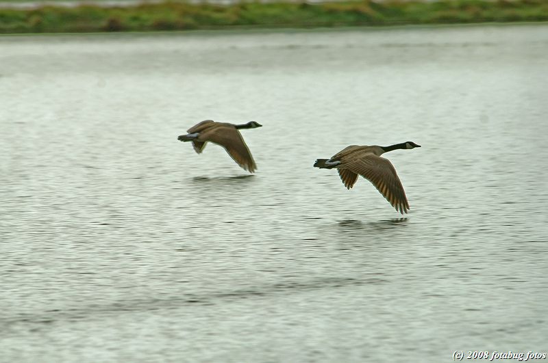 D2x2008-03-21_026