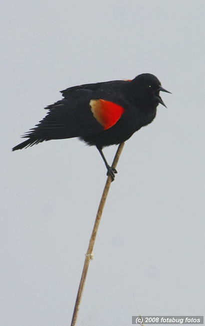 D2x2008-03-21_165