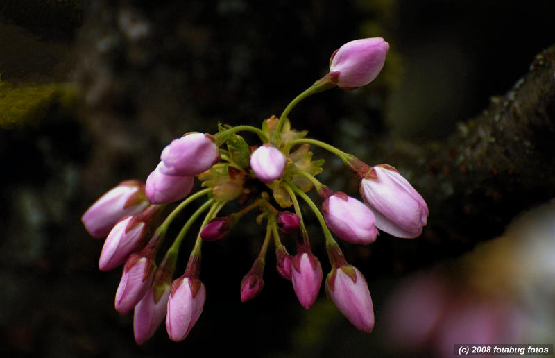 Cherry Blossom Buds