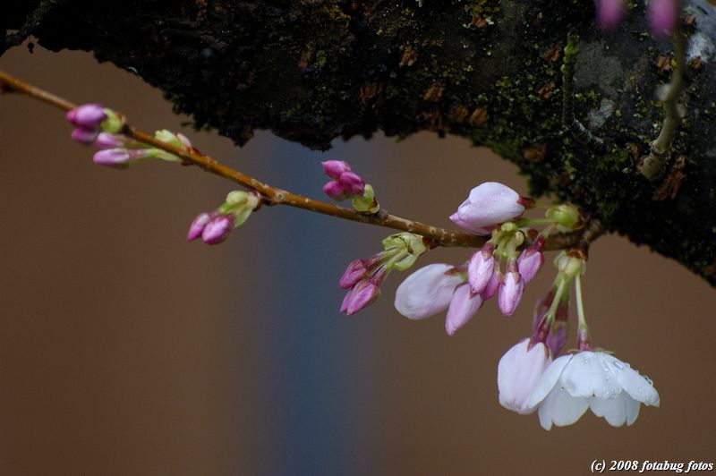 D50-2008-03-23_020