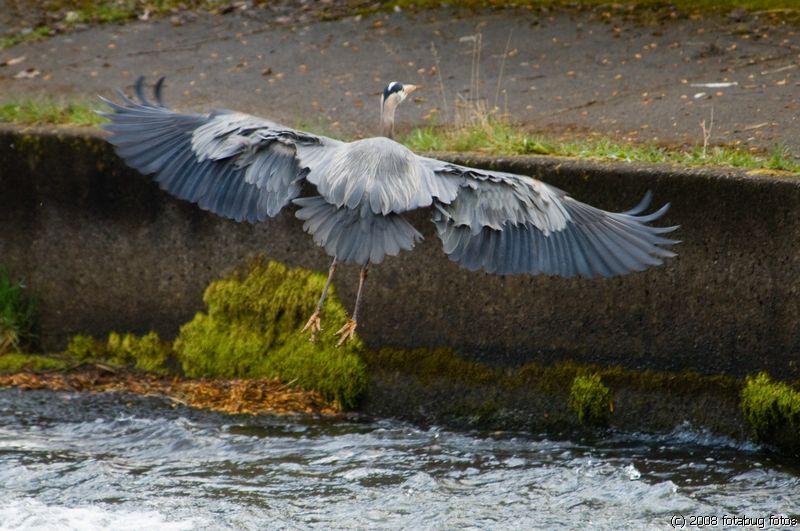 The awesome Great Blue Heron