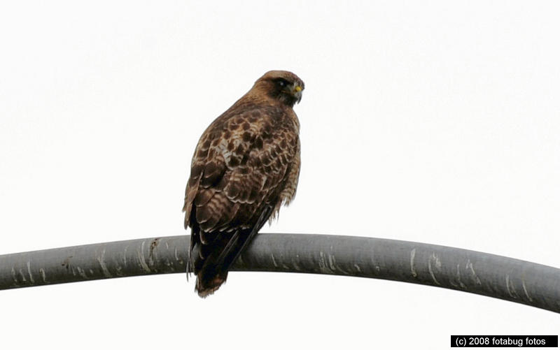 Red-tailed Hawk (crop)