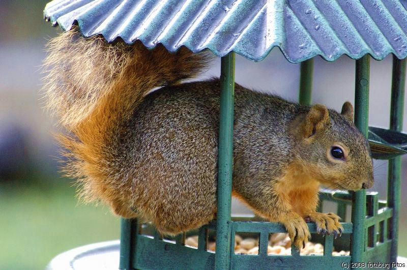 Squirrel in a bird feeder