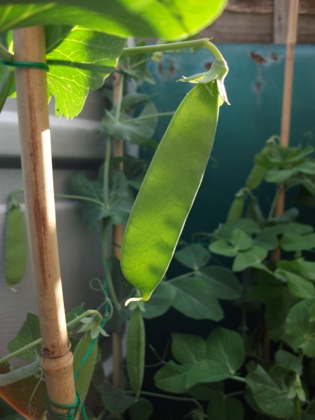 Peas