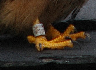 Un gros plan sur la bague du mâle, en attendant une meilleure photo. mais il semblerait que ce ne soit pas le même mâle que l'année dernière.
