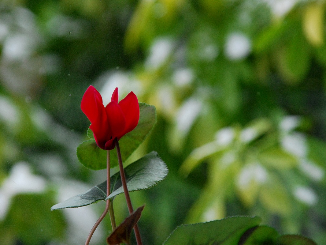 Cyclamen II