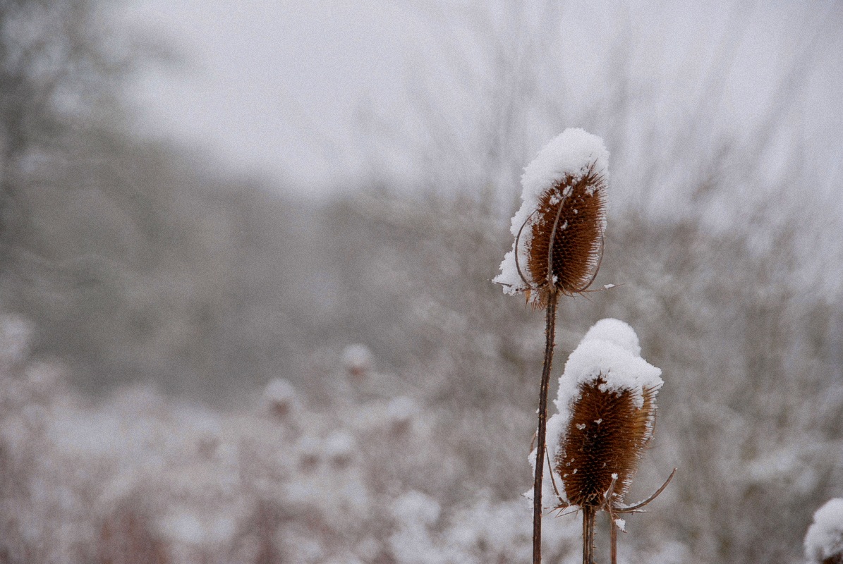 Freezing teasels