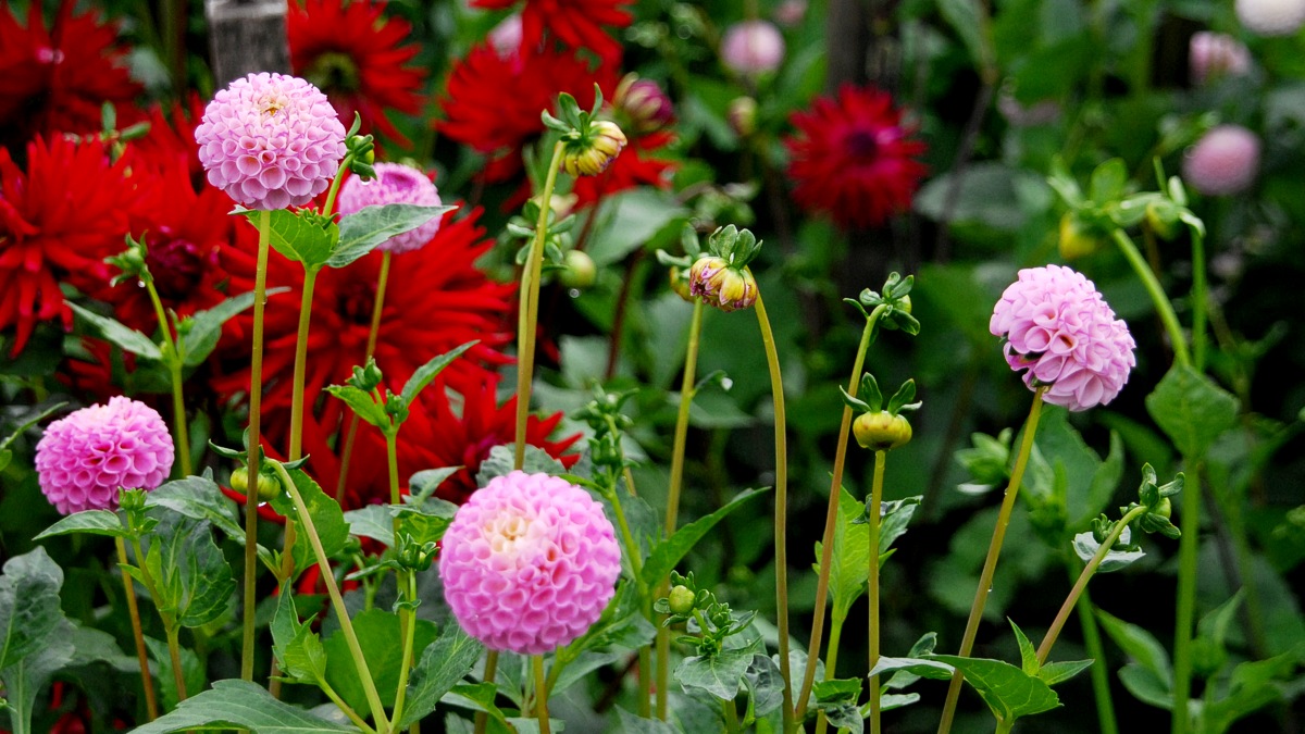 Dahlia I