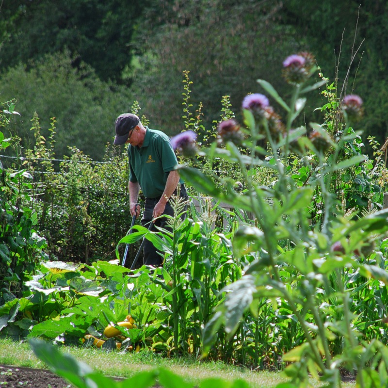 The Vegetable Garden