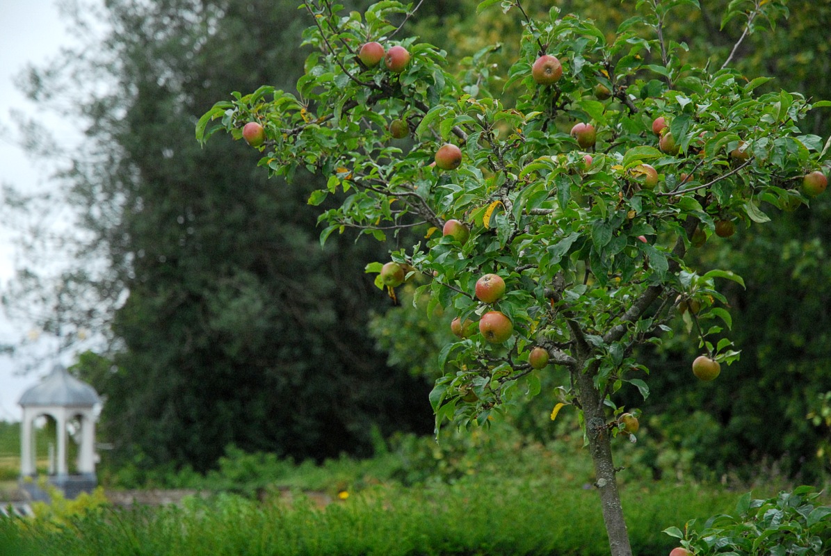 The orchard I