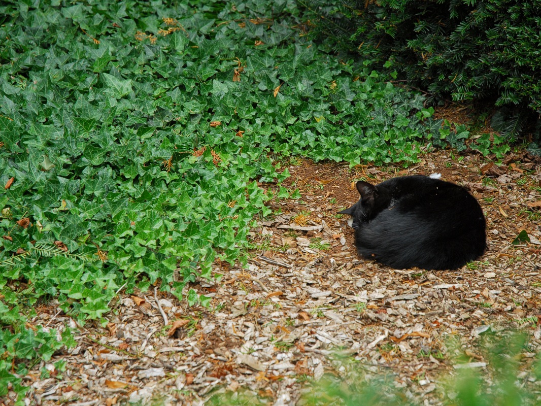 Napping...