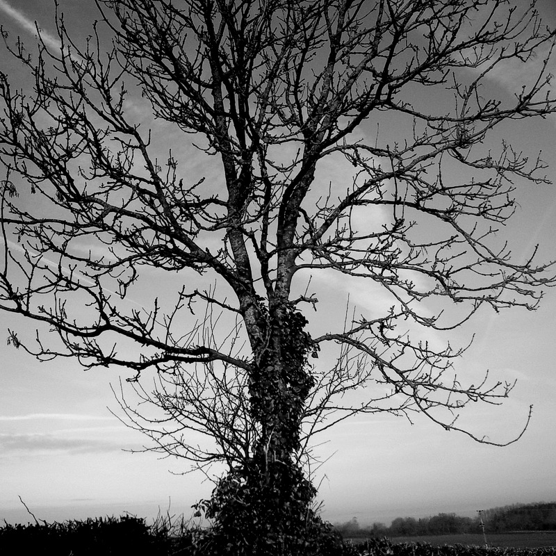 Poetree I