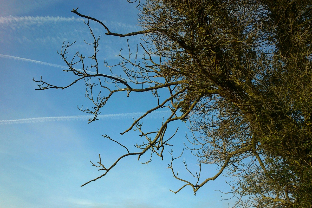 Poetree II