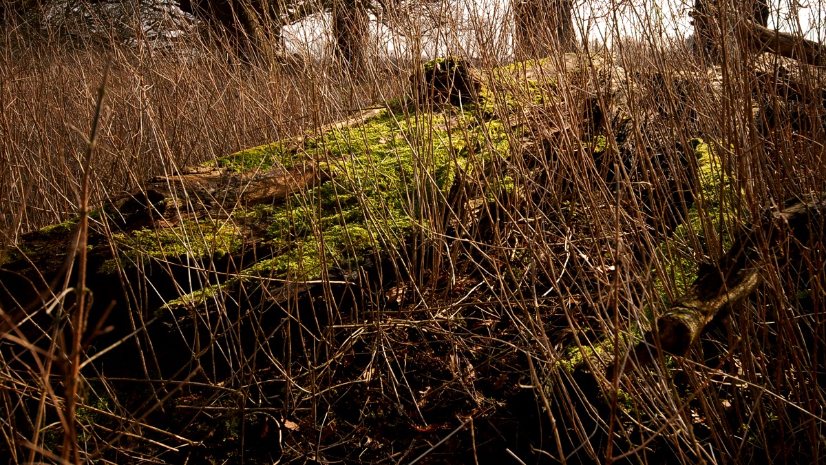 Moss