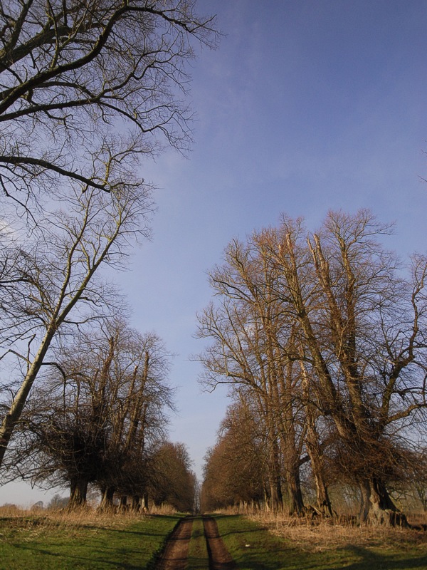 Avenue I