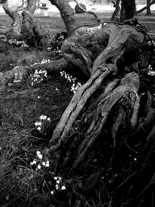 Round the mulberry bush