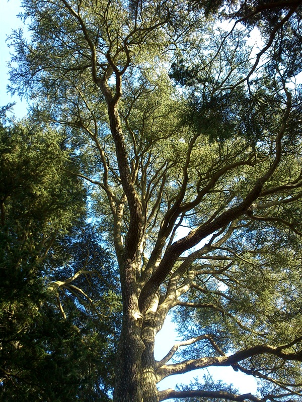 Reaching for the sun