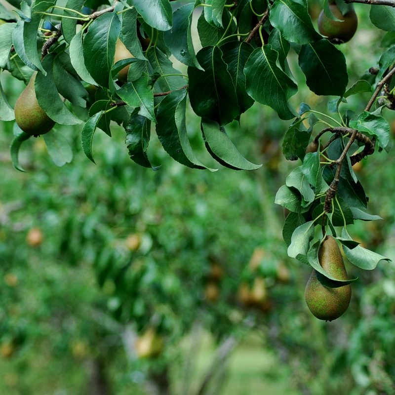 A nice pear