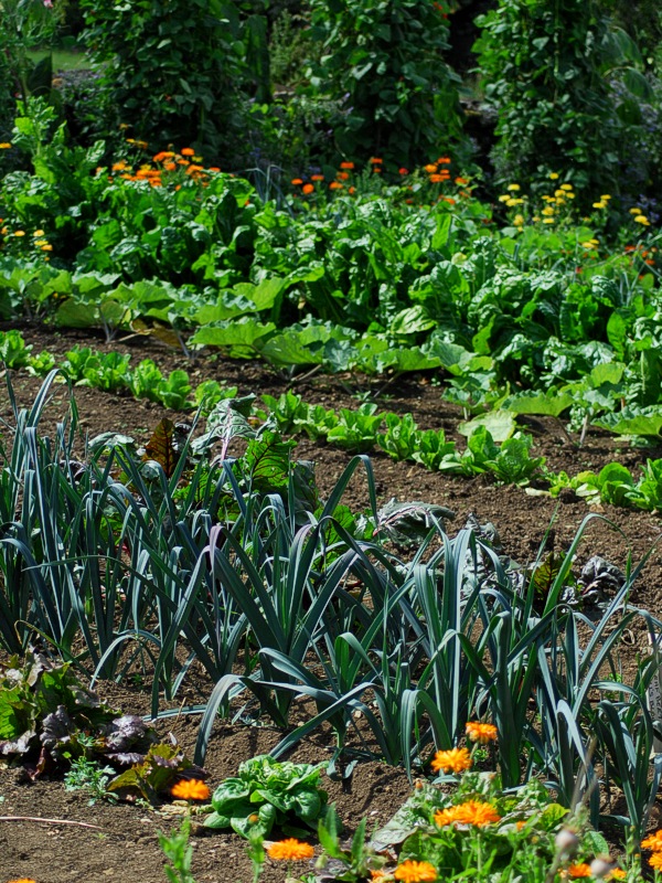 Kitchen Garden