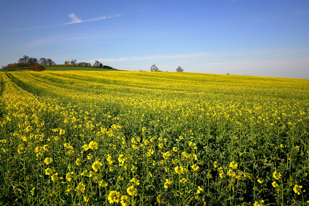 For one poor grain or two<br>16 April 2012 (432)