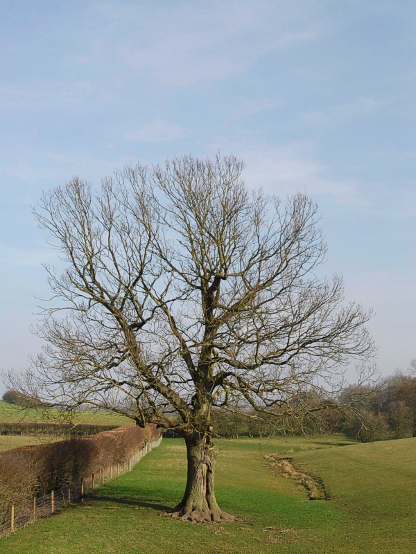 Winter tree