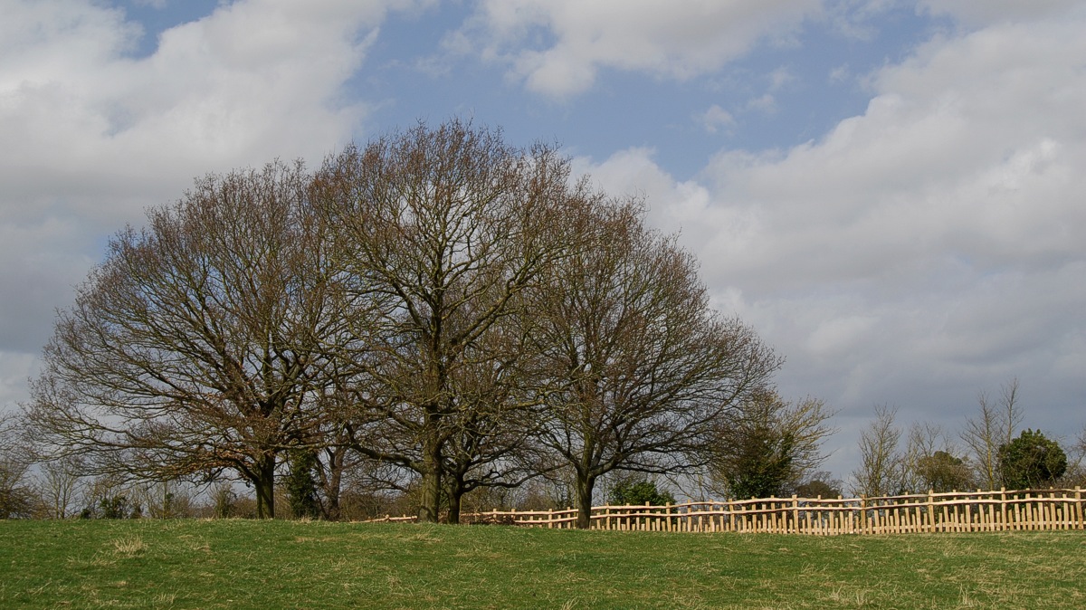 Deer fence...
