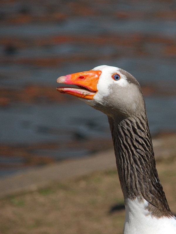 Who knew geese had such sharp teeth?