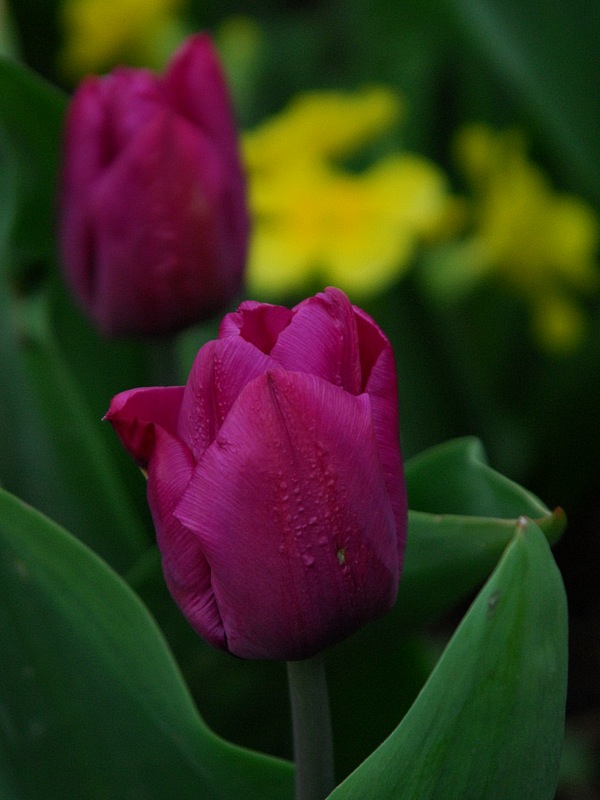 On the Parterre...