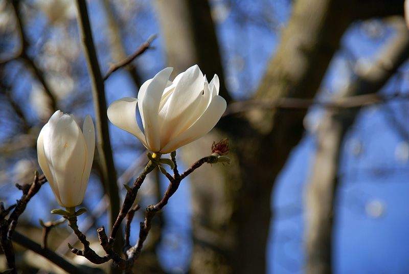 Magnolia II