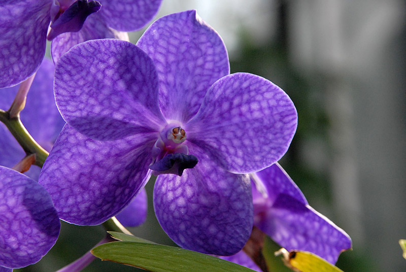 Orchid II