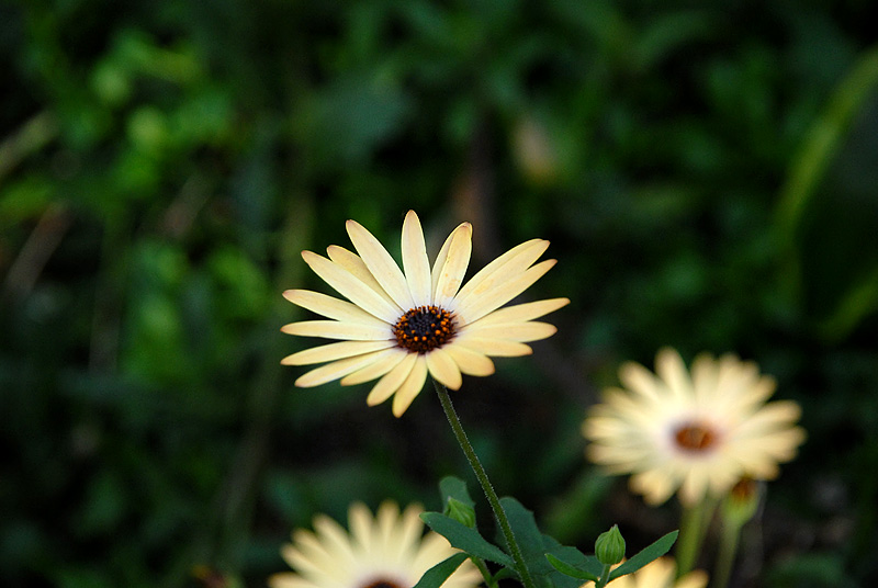 Daisy, Daisy... III