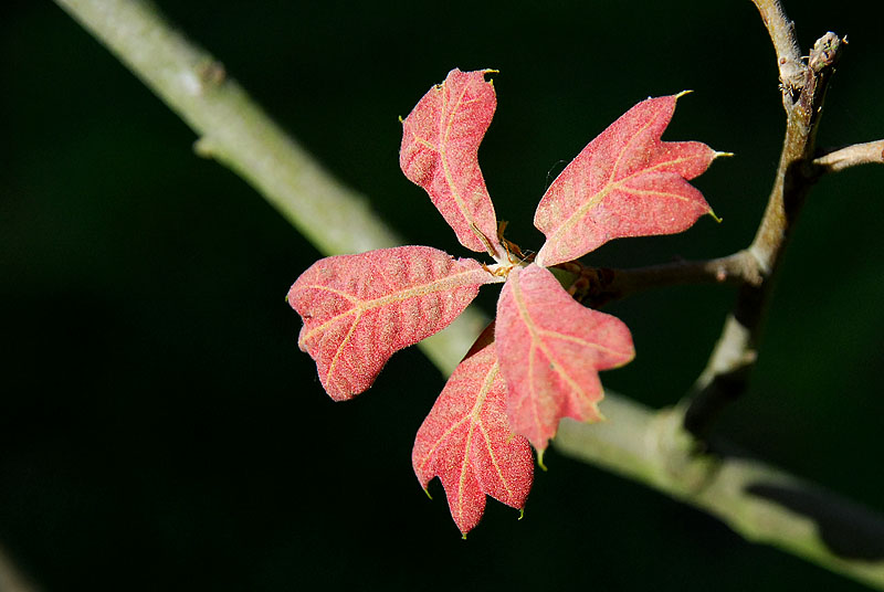 Black Jack Oak...