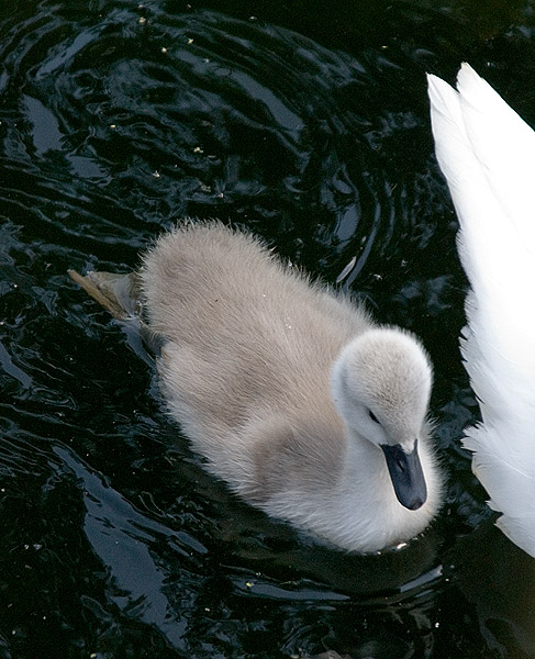 Not just an ugly duckling