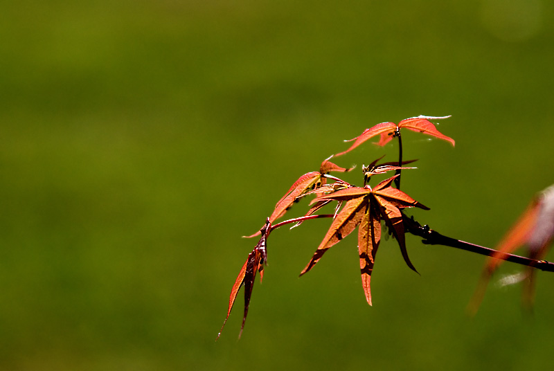 Maple I