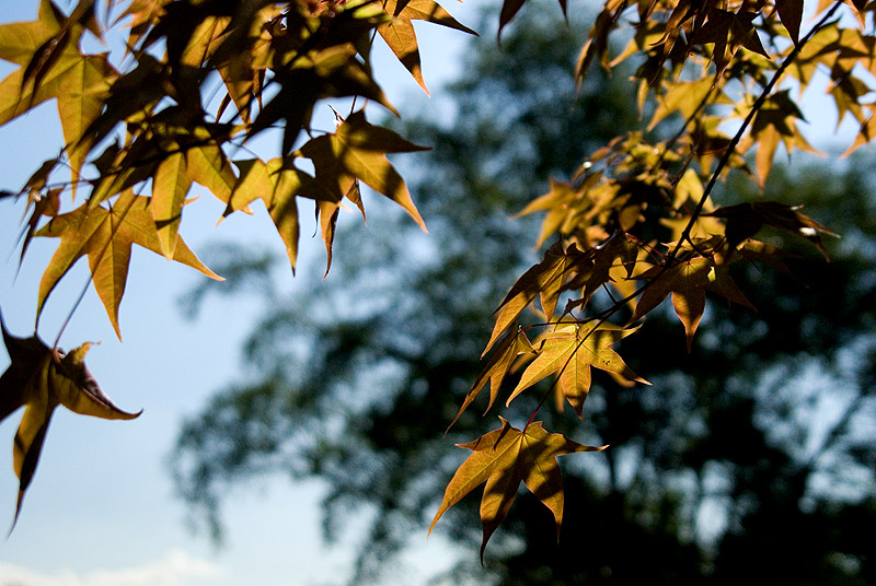 Maple II