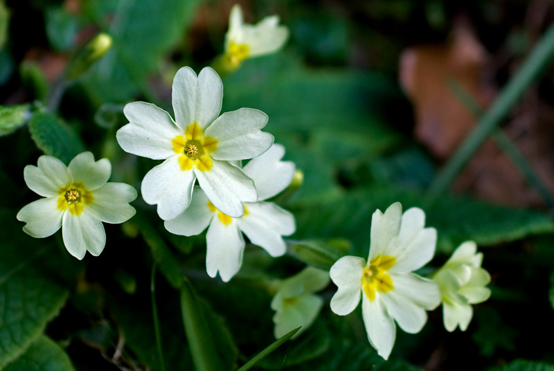 White prims