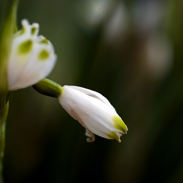 Emergence