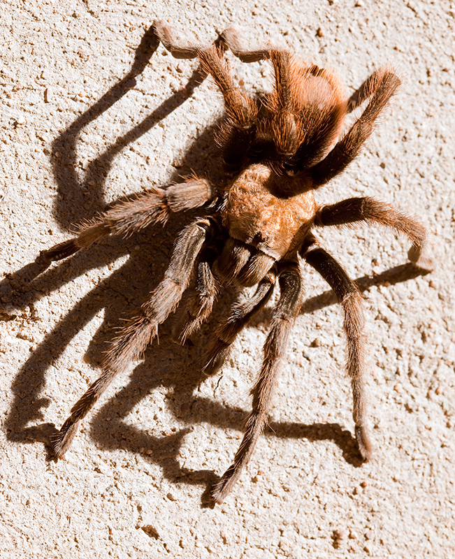 09-08 Tarantula 01.JPG