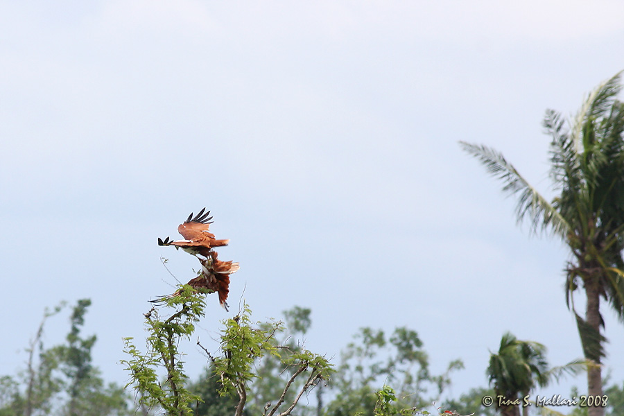 Brahminy Kite #04