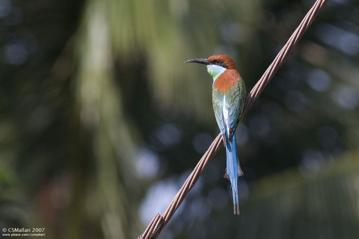 Blue-Throated Bee-Eater